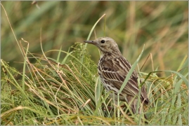 <p>LINDUŠKA LUČNÍ (Anthus pratensis) /Meadow pipit - Wiesenpieper/</p>